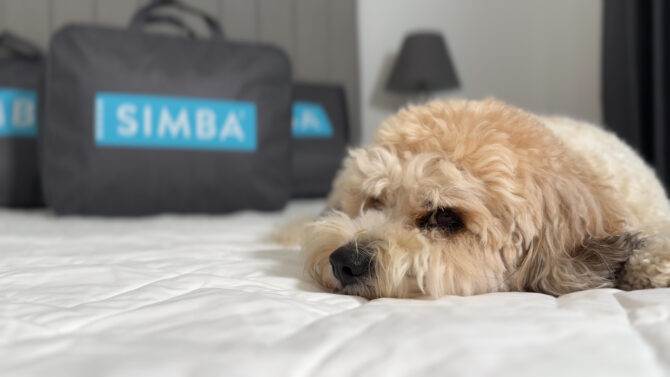 Duggee snuggled up on the Simba Hybrid Ultra Mattress